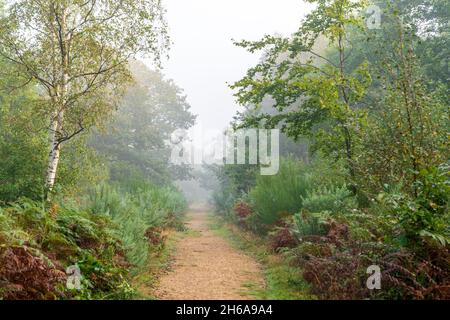 Waldweg durch den Wald bei Blean Woods in Kent an einem feuchten neblig kalten Morgen im Herbst. Gefallene Blätter auf dem Weg durch Bäume und Farne. Stockfoto