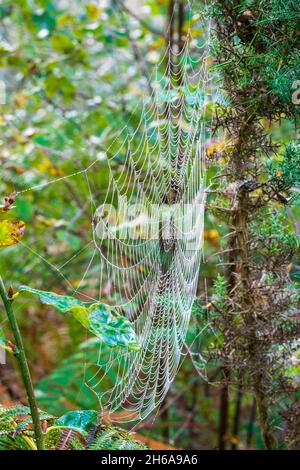 Spinnennetz spann sich zwischen Ästen und Stängeln im Unterholz eines Waldes, bedeckt mit Wassertropfen, vom frühmorgens nebligen Tau. Stockfoto
