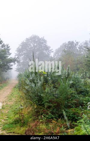 Waldweg durch den Wald bei Blean Woods in Kent an einem feuchten neblig kalten Morgen im Herbst. Gefallene Blätter auf dem Weg durch Bäume und Farne. Stockfoto