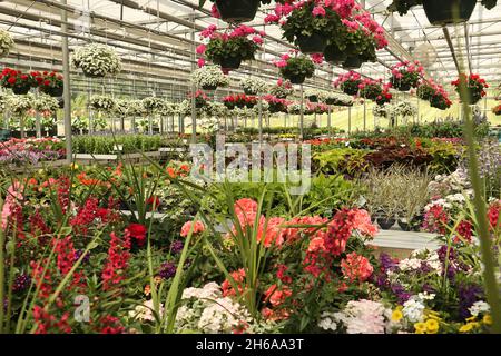 Frühsommer in einem Gewächshaus mit vielen lebendigen Geranien und Blumen auf Tischen und hängen von Rohren Stockfoto