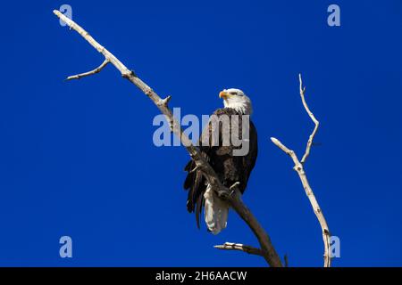 Weißkopfadler haliaeetus leucocephalus auf einem Ast gegen einen blauen Himmel Stockfoto