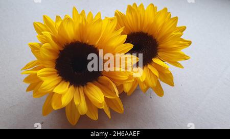 Sonnenblumen Stockfoto