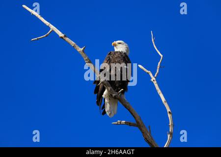 Weißkopfadler haliaeetus leucocephalus auf einem Ast gegen einen blauen Himmel Stockfoto