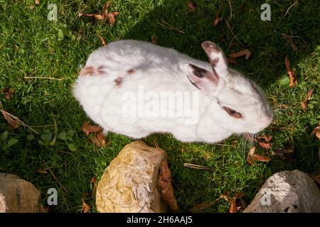 Weißes Kaninchen im Hamlet der Königin (Le Hameau de la reine) - ländliche Gebäude - Marie-Antoinette in den Schlossgärten von Versailles (Chateau de Versailles) Stockfoto