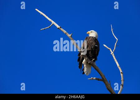 Weißkopfadler haliaeetus leucocephalus auf einem Ast gegen einen blauen Himmel Stockfoto