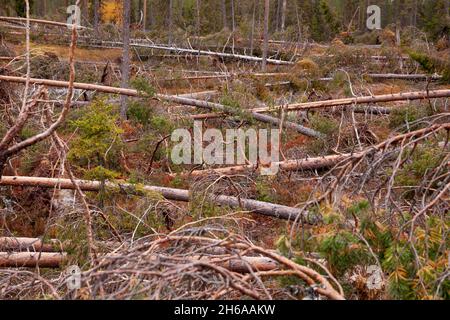 Gefallene Kiefern in einem Wald nach einem Sturm. Sturmschaden in der Nähe von Kuusamo, Nordfinnland. Stockfoto