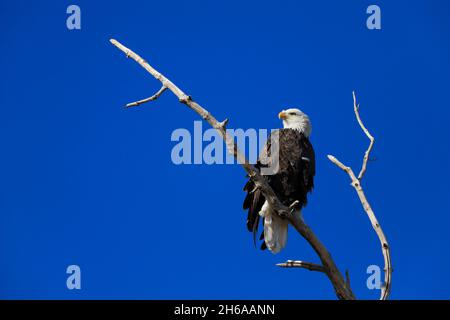 Weißkopfadler haliaeetus leucocephalus auf einem Ast gegen einen blauen Himmel Stockfoto