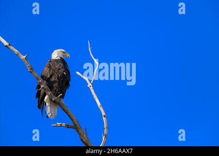 Weißkopfadler haliaeetus leucocephalus auf einem Ast gegen einen blauen Himmel Stockfoto