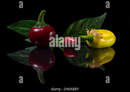 Bunte Chili-Paprika mit Blättern isoliert auf schwarzem Hintergrund mit Reflexion. Stockfoto