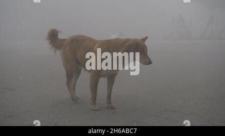 Hochwertiges Bild: Porträt von Street Dog im Winternebel, Blick Eines Street Dog durch den Nebel #Dog #Dogs Stockfoto