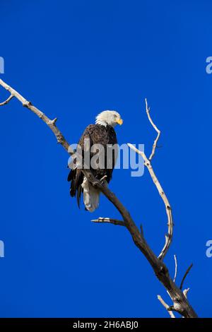 Weißkopfadler haliaeetus leucocephalus auf einem Ast gegen einen blauen Himmel Stockfoto