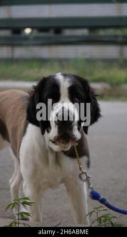 Hochwertiges Bild: Porträt von Hund #Hund #Hunde Stockfoto