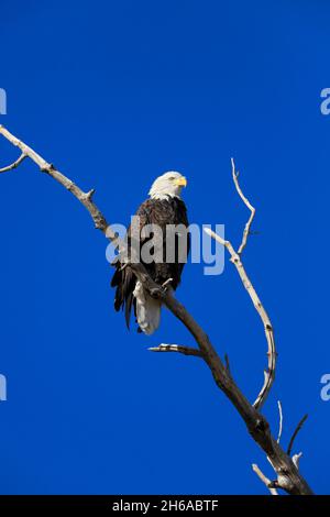 Weißkopfadler haliaeetus leucocephalus auf einem Ast gegen einen blauen Himmel Stockfoto