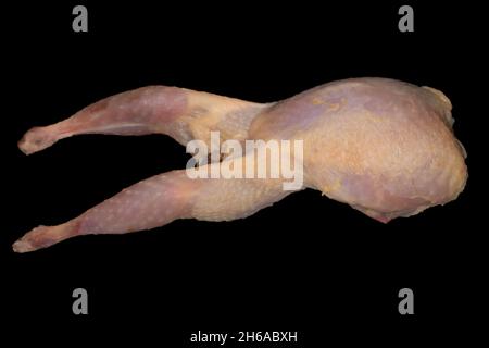 Wachtel (Coturnix Coturnix) oder europäische Wachtel Stockfoto
