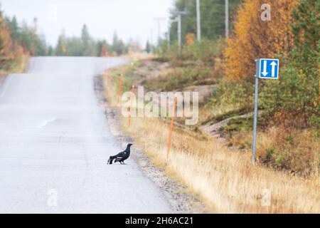 Ein einsamer männlicher Schwarzer Moorhuhn, Tetrao Tetrix, der in Lappland, Nordeuropa, auf der Straße steht. Stockfoto