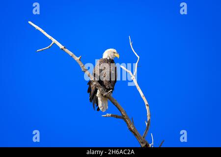 Weißkopfadler haliaeetus leucocephalus auf einem Ast gegen einen blauen Himmel Stockfoto