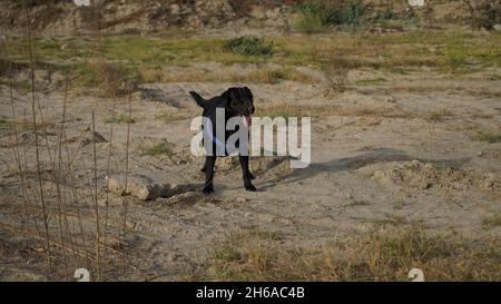 Hochwertiges Bild: Porträt von Hund #Hund #Hunde Stockfoto