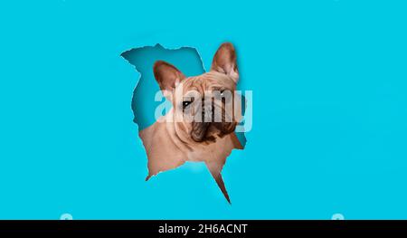 Porträt von niedlichen französisch Bulldogge brechen durch Papier posiert in Loch mit gerissenen Seiten. Banner, freie Kopie leerer Raum, blauer Studiohintergrund. Tier Stockfoto