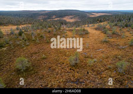 An aerial of famous slope bogs in autumnal Riisitunturi National Park in the middle of taiga forests during a beautiful evening. Stockfoto