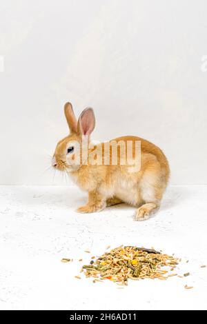 Rotschopf-Ingwerkaninchen sitzt neben dem Essen auf weißem Hintergrund. Platz für eine Inschrift. Stockfoto