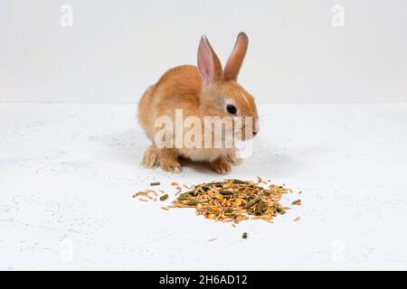 Rotschopf-Ingwerkaninchen sitzt neben dem Essen auf weißem Hintergrund. Platz für eine Inschrift. Stockfoto