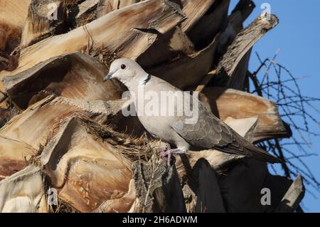 Eine selektive Fokusaufnahme einer beringten Taube Stockfoto