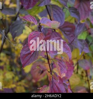 Rotes Dogwood mit gelbem Hintergrund Stockfoto