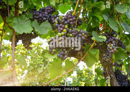 Rotwein: Weinrebe mit Trauben kurz vor der Lese, Cabernet-Sauvard-Weinrebe in einem alten Weinberg in der Nähe eines Weinguts Stockfoto