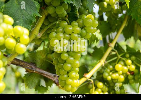 Weißwein: Weinrebe mit Trauben kurz vor der Lese, in einem alten Weinberg in der Nähe eines Weinguts Stockfoto