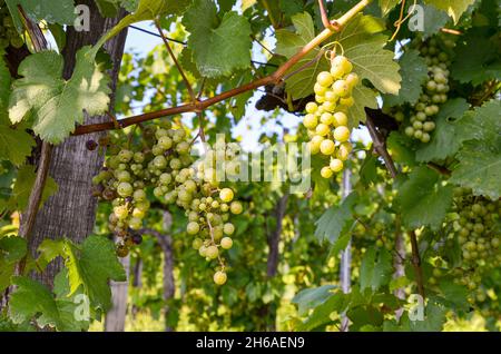 Weißwein: Weinrebe mit Trauben kurz vor der Lese, in einem alten Weinberg in der Nähe eines Weinguts Stockfoto