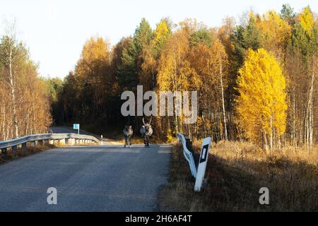 Einheimische Rentiere laufen im Herbst auf einer Straße in Lappland, Nordfinnland Stockfoto