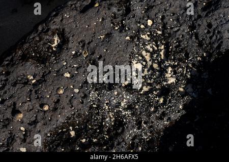 Nahaufnahme des vulkanischen Steinstrands mit Muscheln und Seepocken auf dem Wasser. Hochwertige Fotos Stockfoto