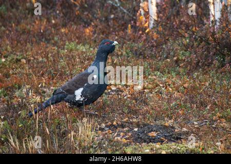 Großer männlicher westlicher Kaperbel, Tetrao urogallus, der an einem Herbstmorgen in der Nähe von Kuusamo, Nordfinnland, auf dem Boden steht. Stockfoto