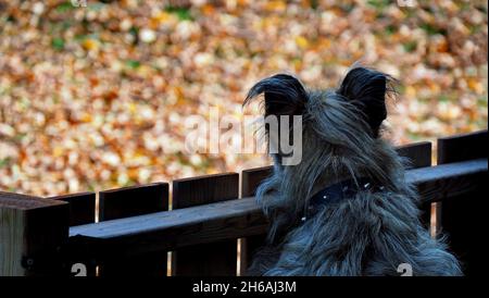 Nahaufnahme eines Hundes, der auf einem Zaun steht und überblickt, mit verschwommenen Herbstblättern auf dem Boden im Hintergrund. (Der Name des Hundes ist Milo) Stockfoto