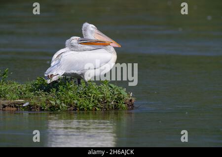 Ein erwachsener dalmatinischer Pelikan (Pelecanus crispus) im Frühjahr im Brutgefieder, der am Kerkini-See in Nordgriechenland aus dem Wasser thront Stockfoto