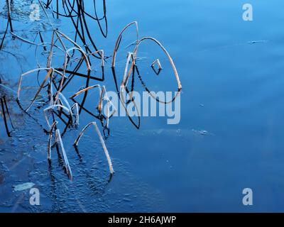 Nahaufnahme des weißen Morgenfrosts auf den Wasserpflanzen, die in einem Sumpf mit einer dünnen Eisschicht auf der Wasseroberfläche wachsen. Stockfoto