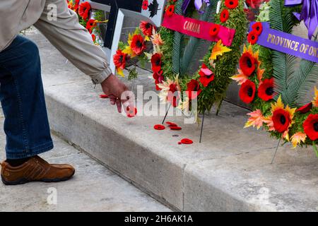 Nach der Zeremonie zum Gedenktag 2021 legen die Menschen ihre Mohnblumen ab und zollen dem Kenotaph ihren Respekt. Cambridge, Ontario, Kanada. Stockfoto