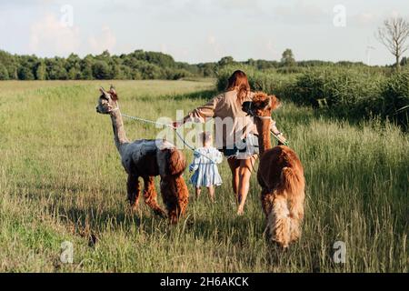 Junge Farmbesitzerin mit kleiner Tochter führt Alpakas durch Feld auf ihrem Bauernhof. Agrarindustrie. Agrotourismus. Konzept der Verwendung von natürlichen Materialien Stockfoto