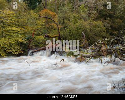 In Nordwales quellt Wasser an einem umgestürzten Baum in einem von Hochwasser geschwollenen Fluss vorbei Stockfoto