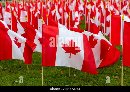 Kanadische Flaggen werden vor dem Gedenktag am 11. November in Ontario, Kanada, ausgestellt. Stockfoto
