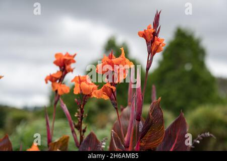 Auckland Botanic Gardens, in Manurewa Stockfoto