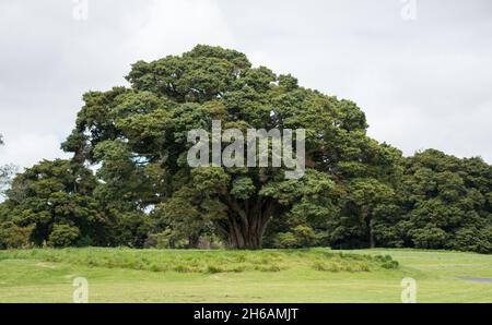 Auckland Botanic Gardens, in Manurewa Stockfoto