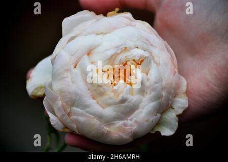 Ein Kind, das eine einzige Blüte der Claire Austin Rose (Rosa) in kupierten Händen hält Stockfoto
