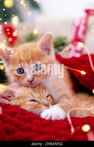 Zwei Ingwer-Kätzchen, die mit Weihnachtslichtern auf Rot spielen. Orange rote Katze glückliche Träume. Holidays Card Haustiere Stockfoto
