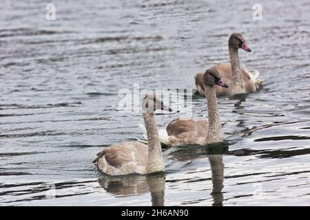 Drei graue Trompeter-Schwäne, alle Köpfe sichtbar, schwimmen in geometrischer Reihe im Teichwasser in der Nähe von Jackson, Wyoming, in den Vereinigten Staaten. Stockfoto