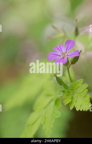 Geranium Robertianum, Robert Kraut Stockfoto