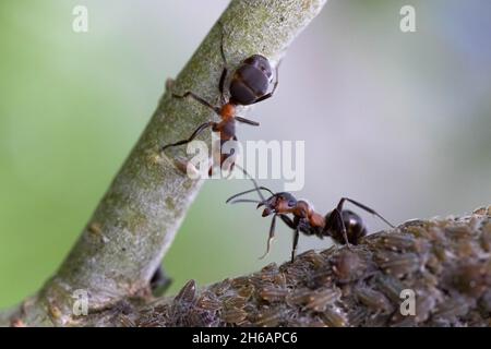 Zwei Ameisen (Formica rufa) und Blattläuse Stockfoto