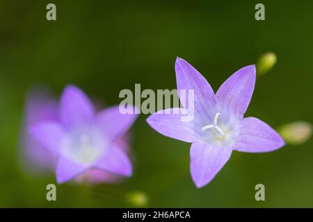 Campanula Patula, Verbreitung Glockenblume Stockfoto