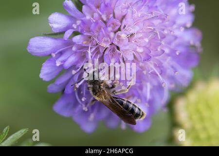 Halictus scabiosae, die große, gebänderte Furchierbiene Stockfoto