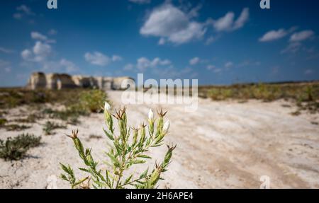 Braktless Stickleaf Pflanze in sandigen trockenen Land neben Monument Rocks in Kansas Stockfoto